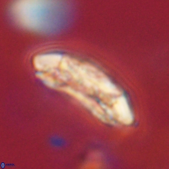 Sullivania consueta 63935