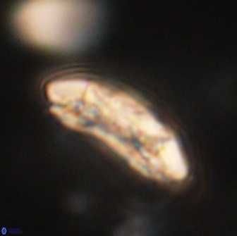 Sullivania consueta 63936