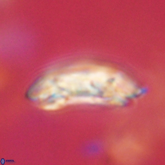 Sullivania consueta 63930