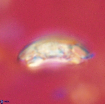 Sullivania consueta 63931