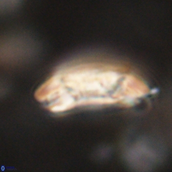 Sullivania consueta 63932