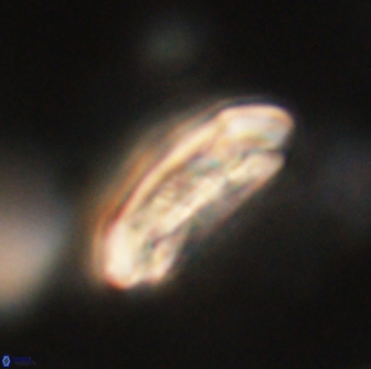 Sullivania consueta 63933