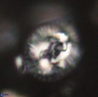 Sullivania consueta 63944