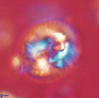 Sullivania consueta 63945