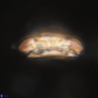 Sullivania consueta 63948