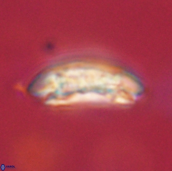 Sullivania consueta 63949