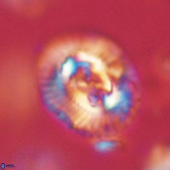 Sullivania consueta 63942