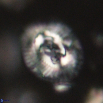 Sullivania consueta 63943