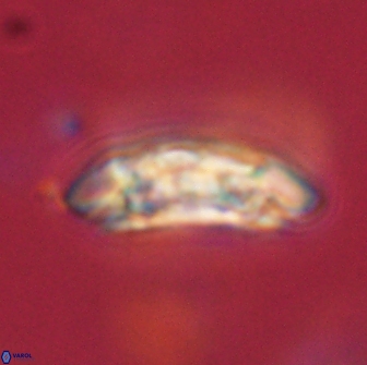 Sullivania consueta 63955