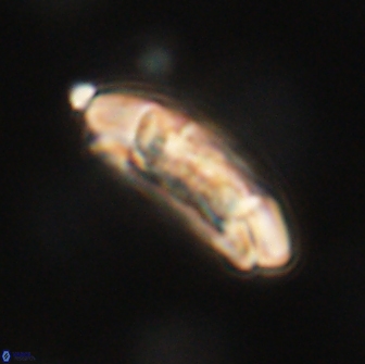 Sullivania consueta 63957