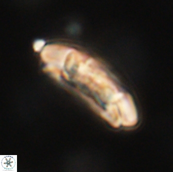 Sullivania consueta 63957