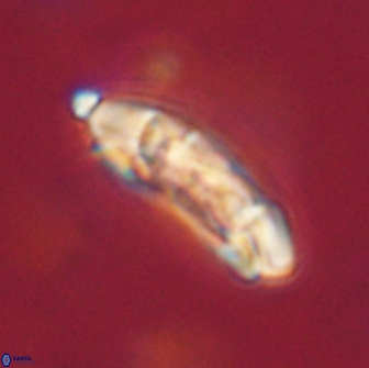 Sullivania consueta 63958