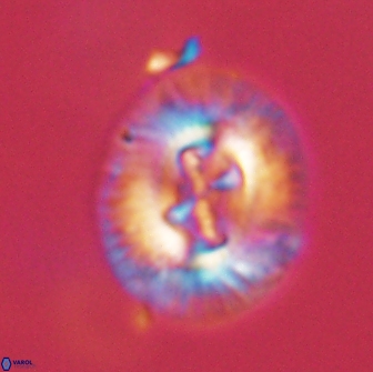 Sullivania consueta 63952