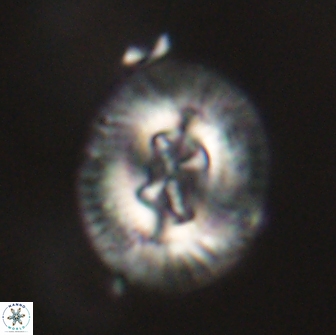 Sullivania consueta 63953