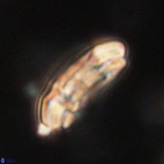 Sullivania consueta 63960