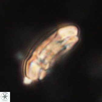 Sullivania consueta 63960