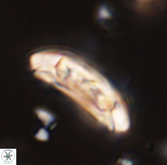 Sullivania danica 44797