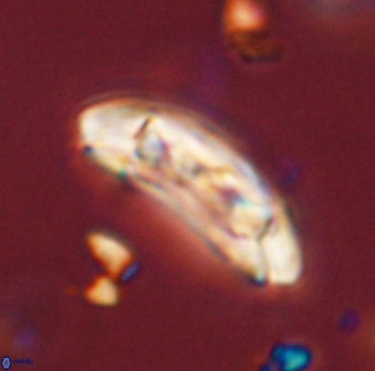 Sullivania danica 44798