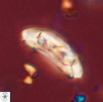 Sullivania danica 44798