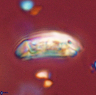 Sullivania danica 44799