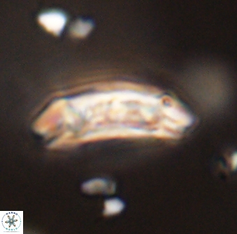 Sullivania danica 44801
