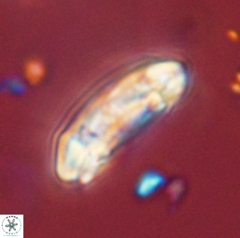Sullivania danica 44803