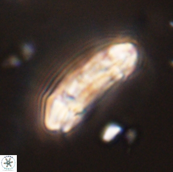 Sullivania danica 44804