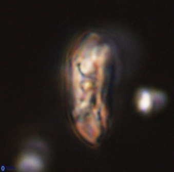 Sullivania danica 44806