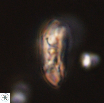 Sullivania danica 44806