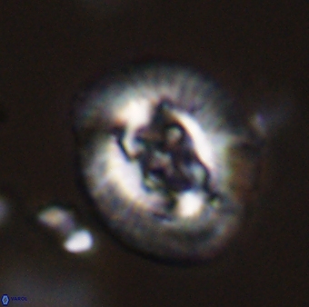 Sullivania danica 44814