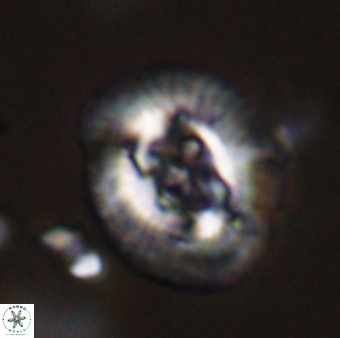 Sullivania danica 44814