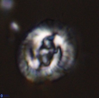 Sullivania danica 44816