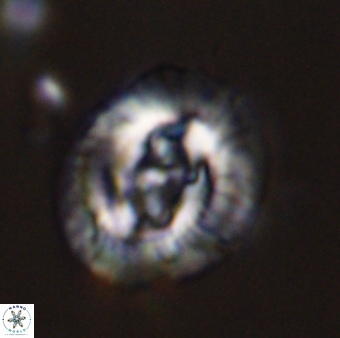 Sullivania danica 44816