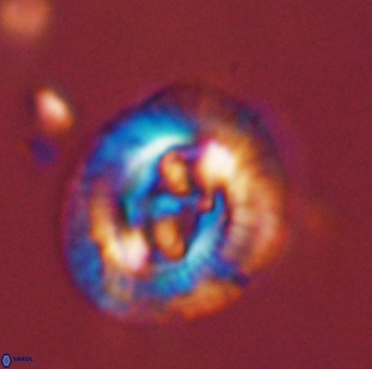 Sullivania danica 44817