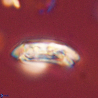 Sullivania danica 44819