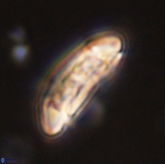 Sullivania danica 44821