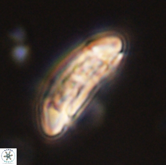 Sullivania danica 44821