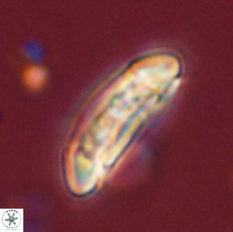 Sullivania danica 44822