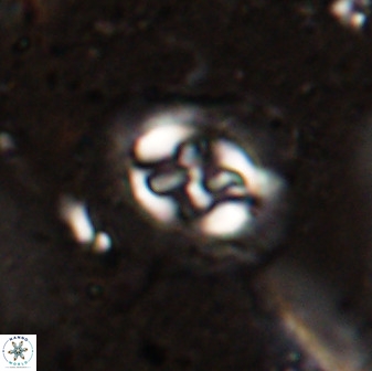 Sullivania danica 50956