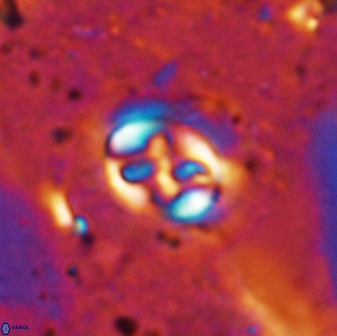 Sullivania danica 50957