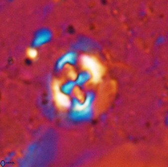 Sullivania danica 50958