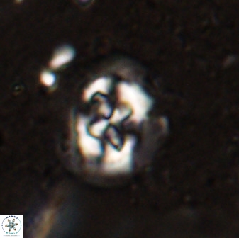 Sullivania danica 50959