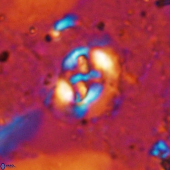 Sullivania danica 50961