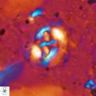 Sullivania danica 50961