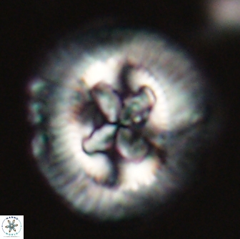 Sullivania danica 66906