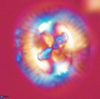 Sullivania danica 66907