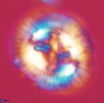 Sullivania danica 66908