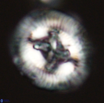 Sullivania danica 66909