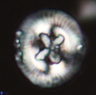 Sullivania danica 66910