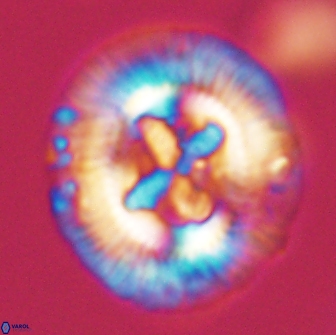 Sullivania danica 66911